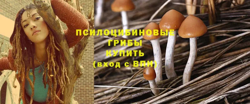 закладки  Армянск  Галлюциногенные грибы MAGIC MUSHROOMS 